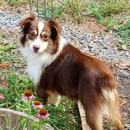 Nuggett - Australian Shepherd