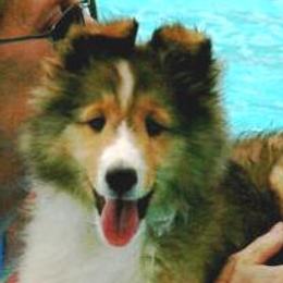 Shetland Sheepdogs from Triumph Shelties