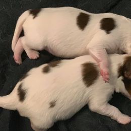 Nederlandse Kooikerhondje Puppies from Sunshine Kooikers