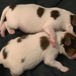 Nederlandse Kooikerhondje Puppies from Sunshine Kooikers