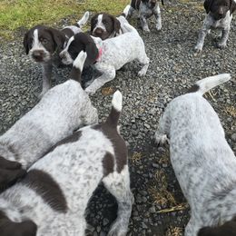 German Wirehaired Pointer Puppies from Paulette Gamroth's German Wirehaired Pointers