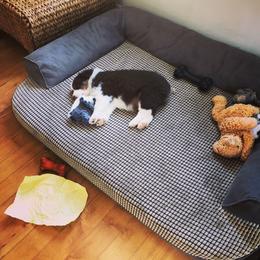 Australian Shepherd Puppies from Black Pond Australian Shepherds