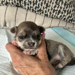 Hope - Blue and white female Chihuahua puppy in Menifee, California from Lane’s Little Long Coats