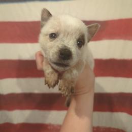 Cricket - Red mottled male Australian Cattle Dog puppy in Mena, Arkansas from Red Desert Australian Cattle Dogs