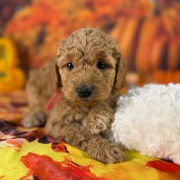 Penelope (Pink Collar) - Red  female Goldendoodle puppy in Lake Panasoffkee, Florida from Donnas Deluxe Doodles LLC