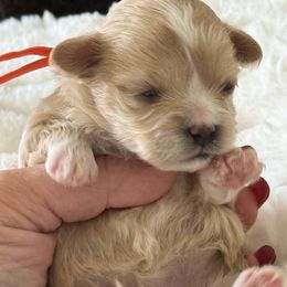 Reserved for Francis - Apricot male Maltipoo puppy in Fredericktown, Missouri from Doodle Pups Fur-Ever