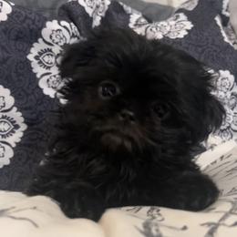 Shih Tzu Puppies from Jodi’s Shihtzus