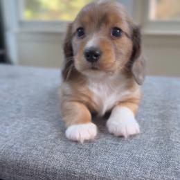 Lighting - Dapple male Dachshund puppy in Mc Donough, Georgia from L & J Kennel