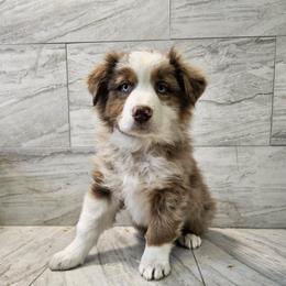 Mya blue - Red merle male Australian Shepherd puppy in Arbela, Missouri from County Line Aussies
