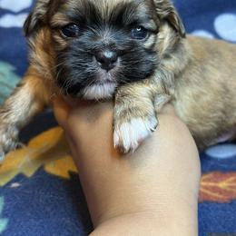 Ckc COMET - Brindle male Shih Tzu puppy in Roseville, Michigan from Diamond Paws LLC