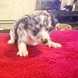 Louis AKC - Blue merle male Chihuahua puppy in Seneca, Missouri from Stephanie’s Puppy Colony