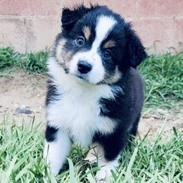 Miniature American Shepherds and Miniature Australian Shepherds from East to Western Aussies