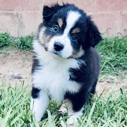 Miniature American Shepherds and Miniature Australian Shepherds from East to Western Aussies