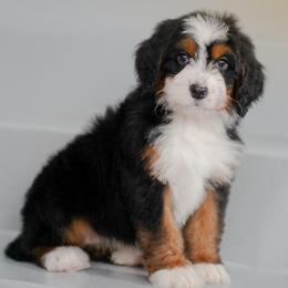 Palms - Merle female Bernedoodle puppy in Dundee, Ohio from Down Home Doodle