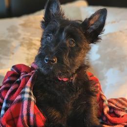 Scottish Terrier Puppies from Schulte's  Scottish Terriers