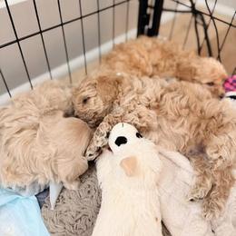 Maltipoo, Poodle, and Shihpoo Puppies from Doodle Lane - Toy Doodles Alabama