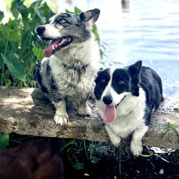 Cardigan Welsh Corgis from It is Corgiland