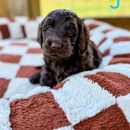 Corduroy - Chocolate male Goldendoodle puppy in Cleveland, Tennessee from Liberty Creek Farms