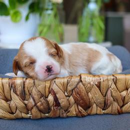 Cannon - Blenheim male Cavapoo puppy in Salado, Texas from Red Ranch Dogs