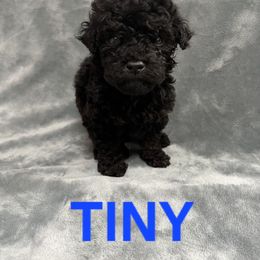 Tiny - Phantom male Goldendoodle puppy in Fairfield, Ohio from McMoniDoodles