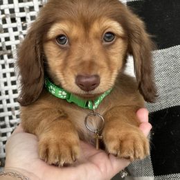 Orbit - Chocolate and cream male Dachshund puppy in Paw Paw, Michigan from Mulberry Meadow Farms