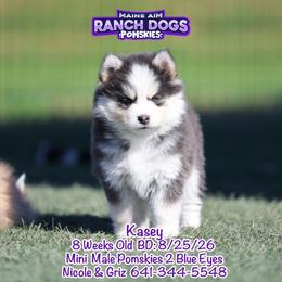 Kasey - Blue male Pomsky puppy in Humeston, Iowa from M.A.R. Dogs