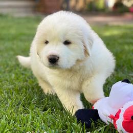 Light Pink Girl - White female Great Pyrenees puppy in Red Bluff, California from River's Bend Walnut Orchard