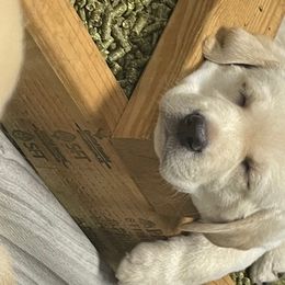 Labrador Retriever Puppies from Jewell Labradors