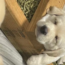 Labrador Retriever Puppies from Jewell Labradors