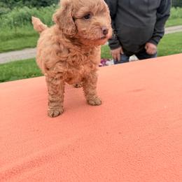 Scarlet - Red  female Goldendoodle puppy in Knob Noster, Missouri from Simply Schnauzers