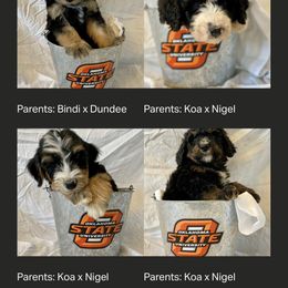 Bernedoodle Puppies from Crider’s Critters