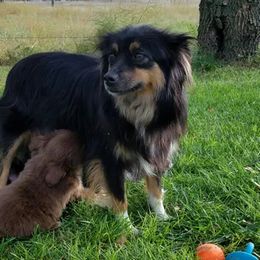 Miniature Australian Shepherd and Toy Australian Shepherd All Grown Up from Long's lil Aussies