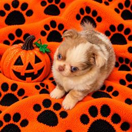 Picasso - Blue and white male Chihuahua puppy in Kyle, Texas from joy of chihuahuas tx