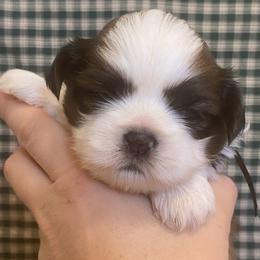 Fritz - Brindle and white male Shih Tzu puppy in Jasper, Georgia from Tiny Bubbles Shih Tzus