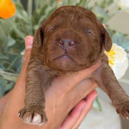 Mercedes - Red  female Goldendoodle puppy in Yuciapa, California from AlltheDoodlez_