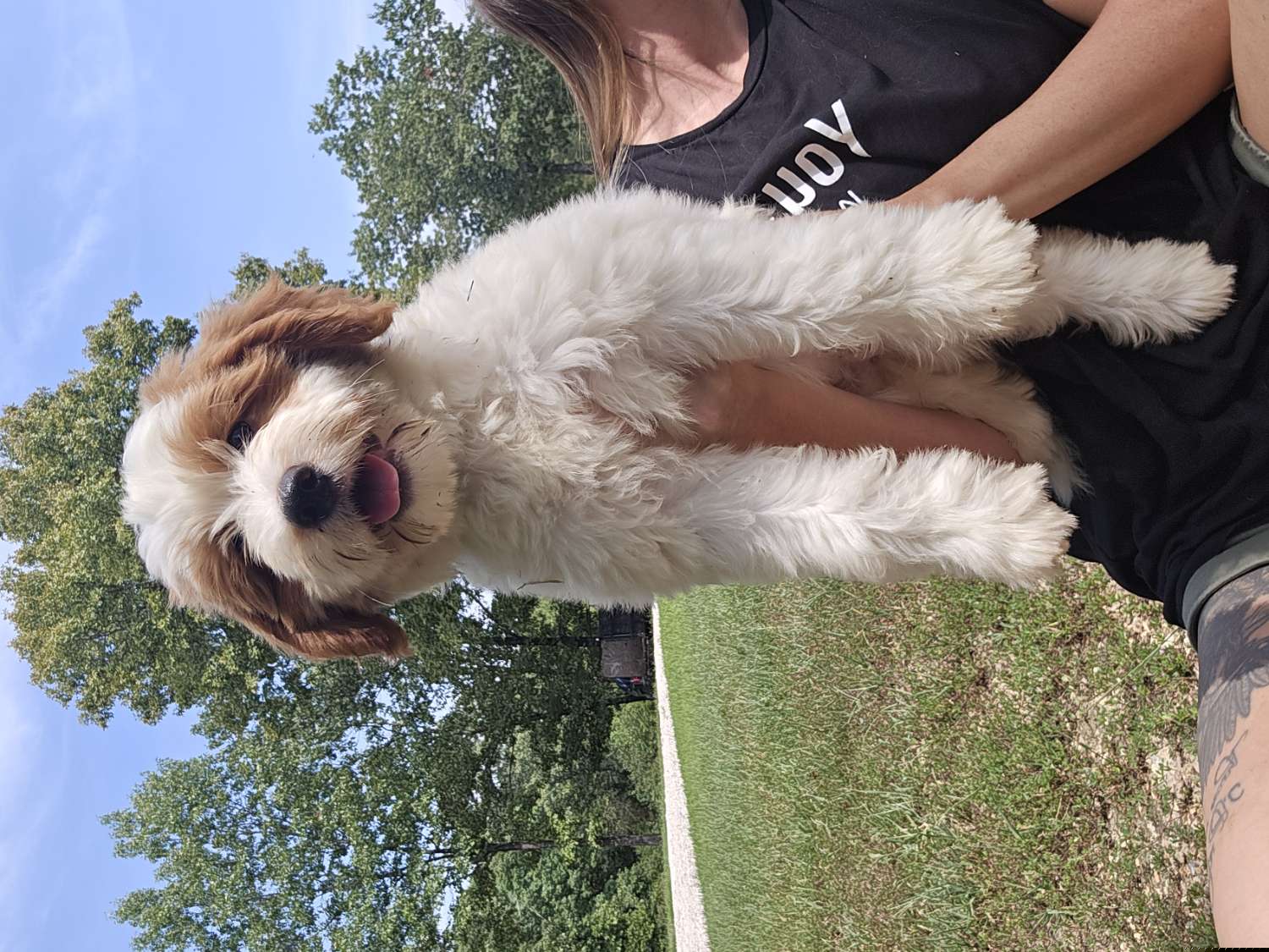 Suki - Goldendoodle puppy from K&K's Puppy Kingdom