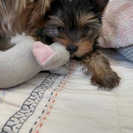 Yorkshire Terrier Puppies from Essence of Grace Yorkies