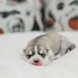 Lilith - Gray and white female Siberian Husky puppy in Front Royal, Virginia from North River Siberians