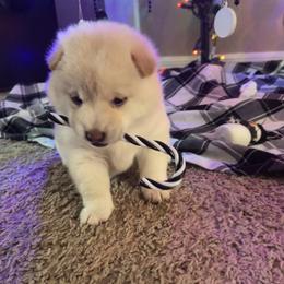 Shiba Inu Puppies from EndThyme Acres