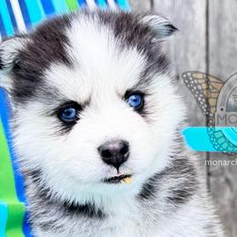 BUNNIE’S BRACKET - Black and white Pomsky puppy in Greeley, Colorado from Monarch Pomskies | Northern Colorado