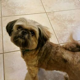 Dexter - Shih Tzu