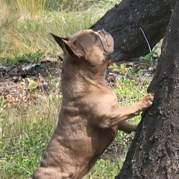 French Bulldogs from Glacier French Bulldogs of Montana