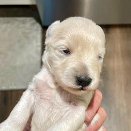 Sydney Skye - Wheaten female Miniature Schnauzer puppy in Interlachen, Florida from Pam's Schnauzers