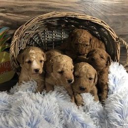 Goldendoodles from Mini Doodles Dandy
