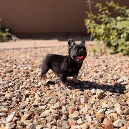 Purple - Black and tan female French Bulldog puppy in Avondale, Arizona from BigDiamondFrenchies