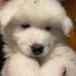 Samoyed Puppies from DreamQuest Samoyeds