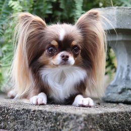 Stevie - Chihuahua