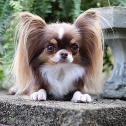 Stevie - Chihuahua