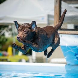 Dilute Retrievers and Labrador Retrievers from Best Kept Labs, Air Dogs & Training, LLC