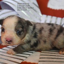 Peppermint - Blue merle female Miniature Australian Shepherd puppy in Patterson, North Carolina from DreamLine Aussies
